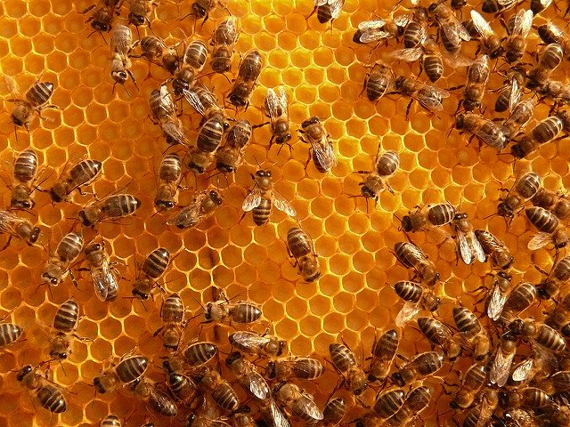 ActuaLitte's tweet photo. Quand l'ADN et la cire d'abeille dévoilent l'histoire de l'humanité https://t.co/usc1tptzcE
#parchemins #reliures #ecorces #adn #recherche #cire #sceaux #histoire #archeologie https://t.co/Vztwoe4sds