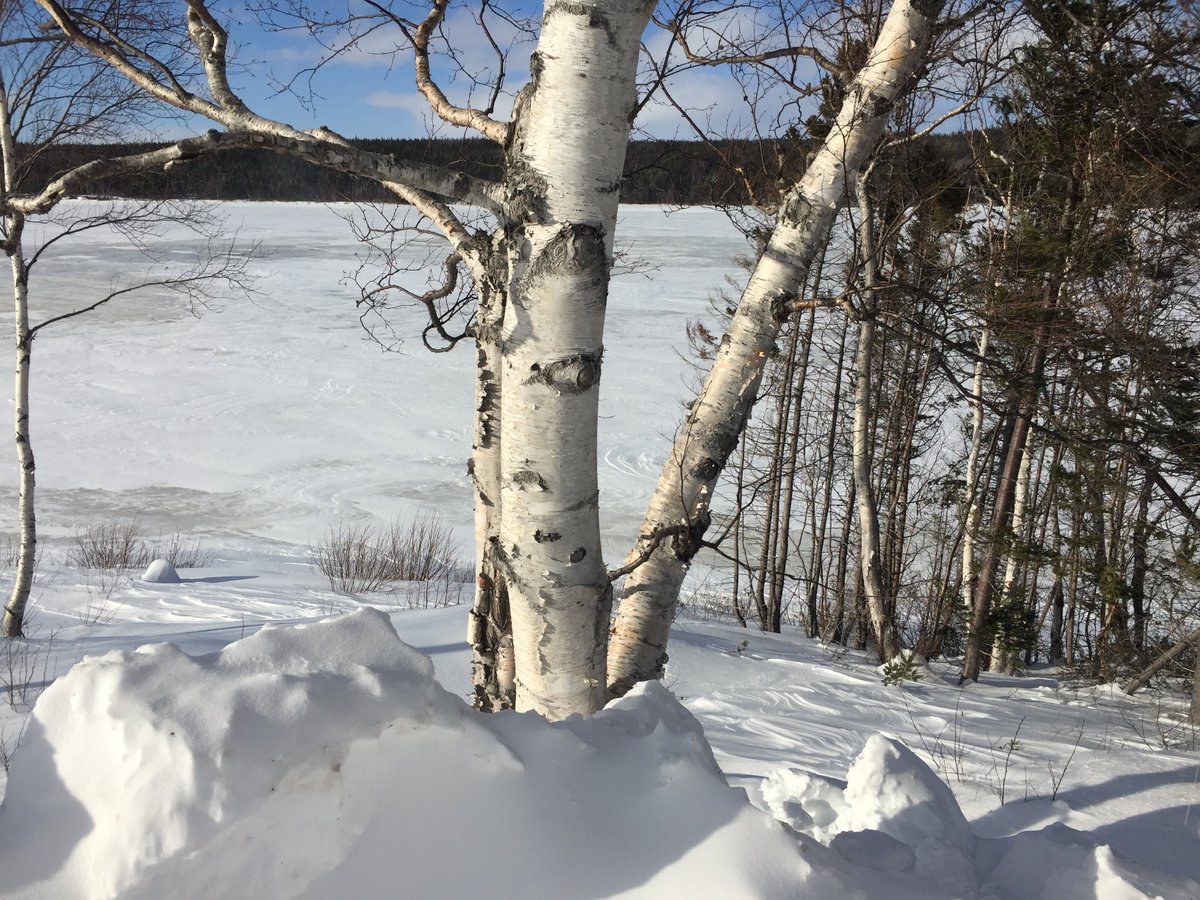 LakeLandNL's tweet photo. Thank You to our employees, guests, friends, and family for your support. #workplace #enjoy #environment #Wilderness #wildlife #qualityoflife  #RisingYouth #snowshoeing #cosy #couples #wintersports #travelphotography #Zen #voyage #relaxing #discovery #NaturalVibes #travelagent https://t.co/2tZtdP39SS