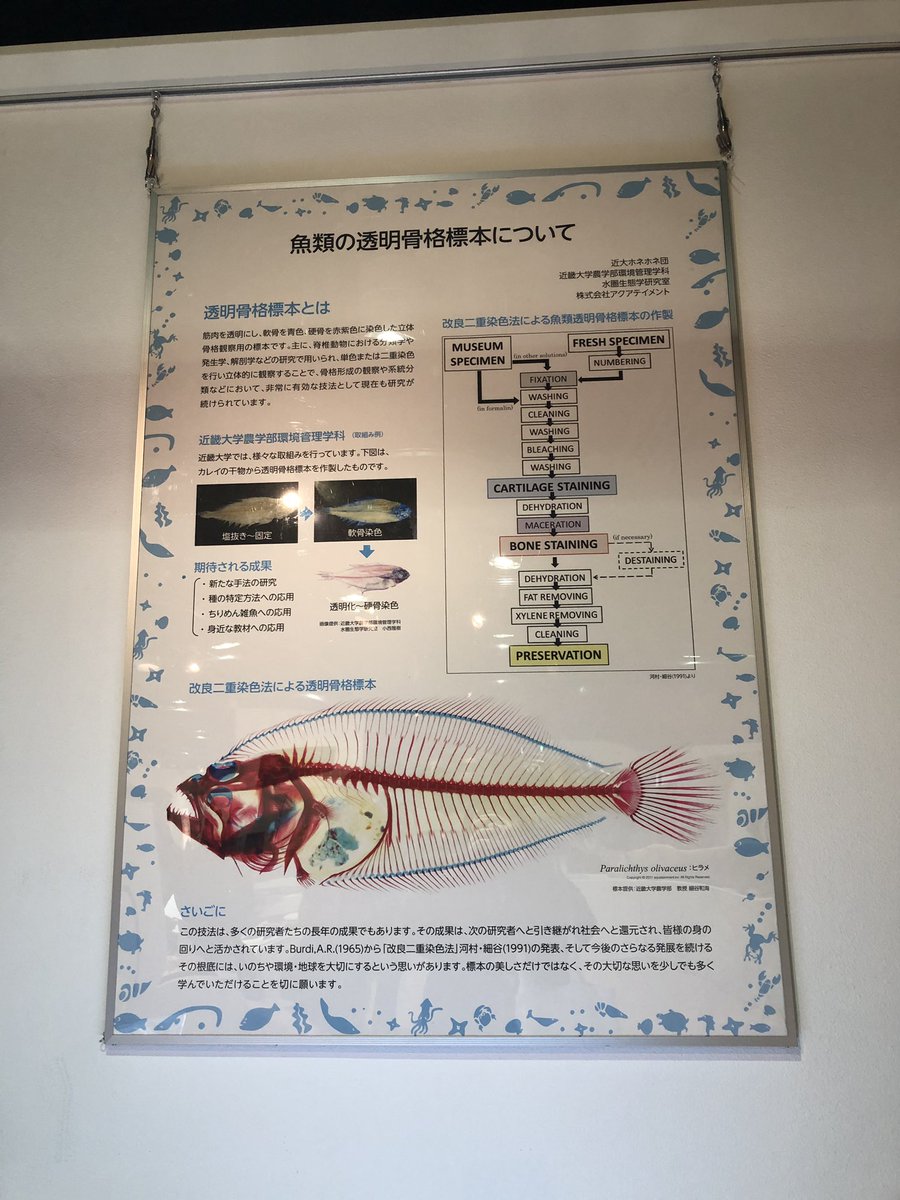 こんな標本見たことない 2 16 24 大阪 動物のからだ展 まとめ 18ページ目 Togetter こんな標本見たことない 2 16 24 大阪 動物のからだ展 まとめ 18ページ目 Togetter