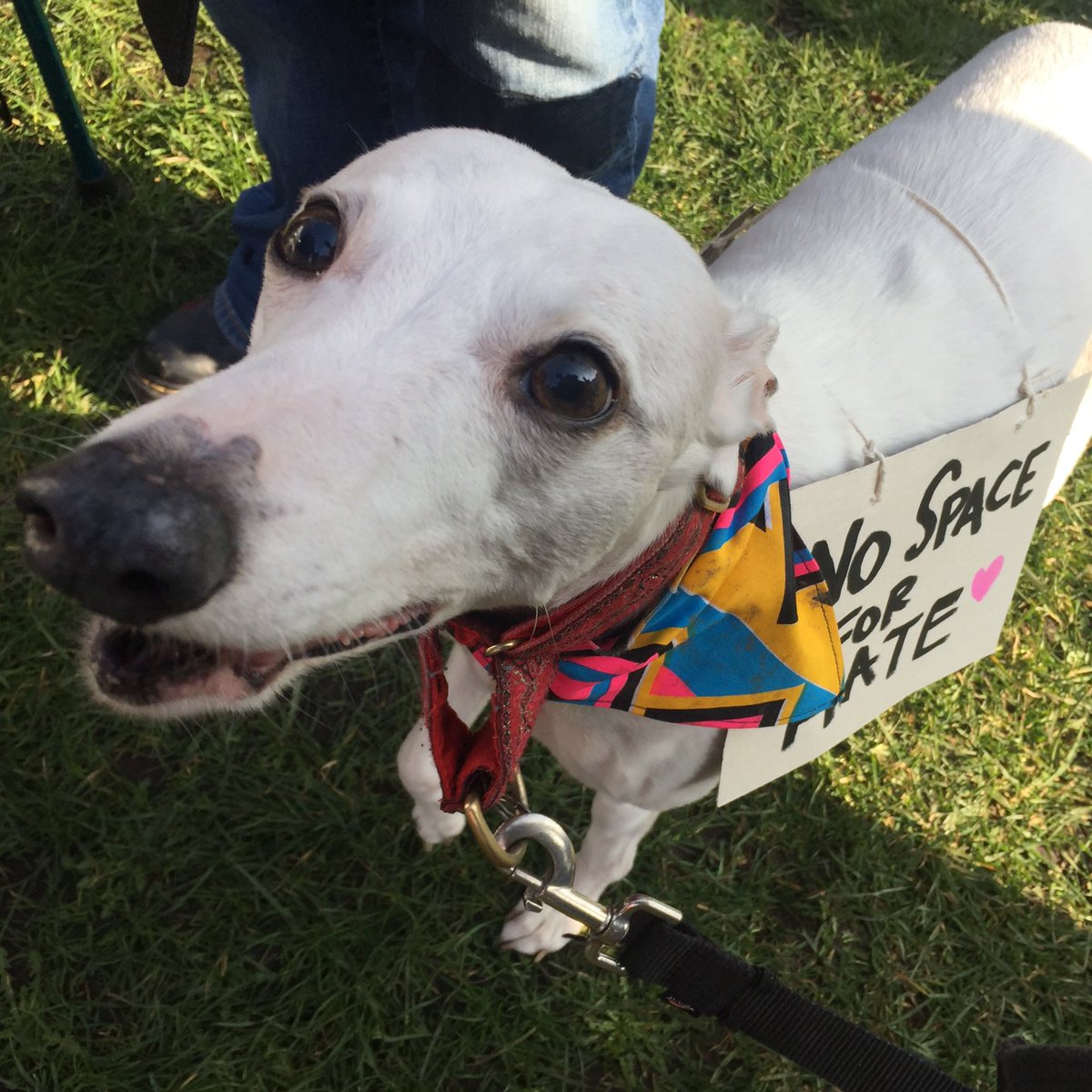 lauriepink's tweet photo. In further getting out and about news, today we joined a local protest, to support the message that hate has no place here. Not in Levenshulme, Manchester, or anywhere.
The good boys helped.
#LevNotHate #lovelevy #LoveLevenshulme #levenshulme #levenshulmelife #protestdogs https://t.co/nsGaU5nIFL