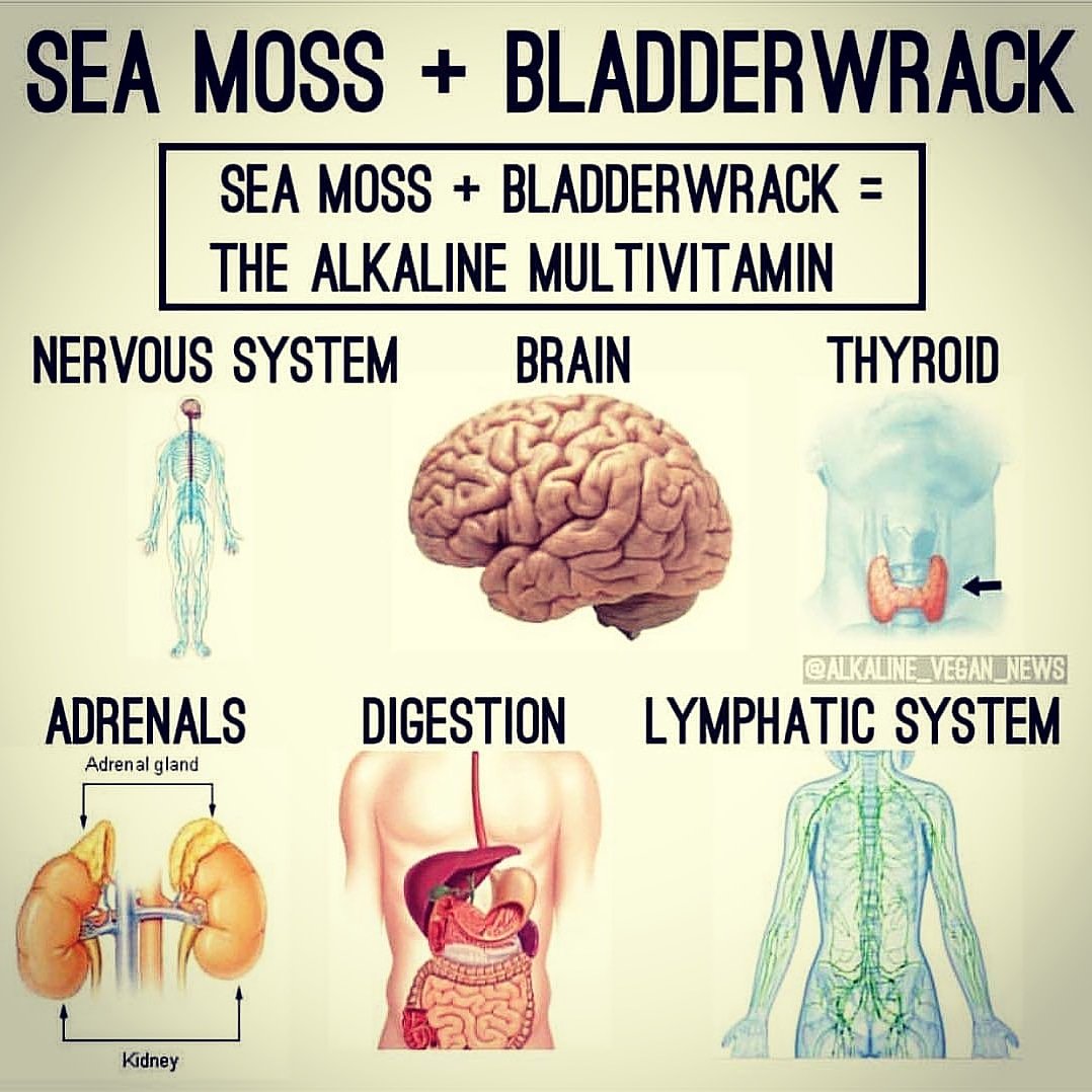 VHTruckers's tweet photo. #Seamoss #Bladderwrack #Herbs #AlkalineMultiVitamin #MineralsDoesTheBodyGood #AlkalineVegan #VeganHerbalTruckers https://t.co/2YbW58nMad