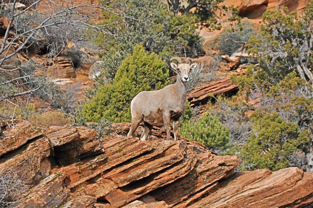 mundoloretravel's tweet photo. The Zion National Park Canyon Overlook Trail. https://t.co/RKQES5geB5 #mundolore #sighteeing #nationalparks by Daniela via @mundoloretravel https://t.co/O64WHSbujt