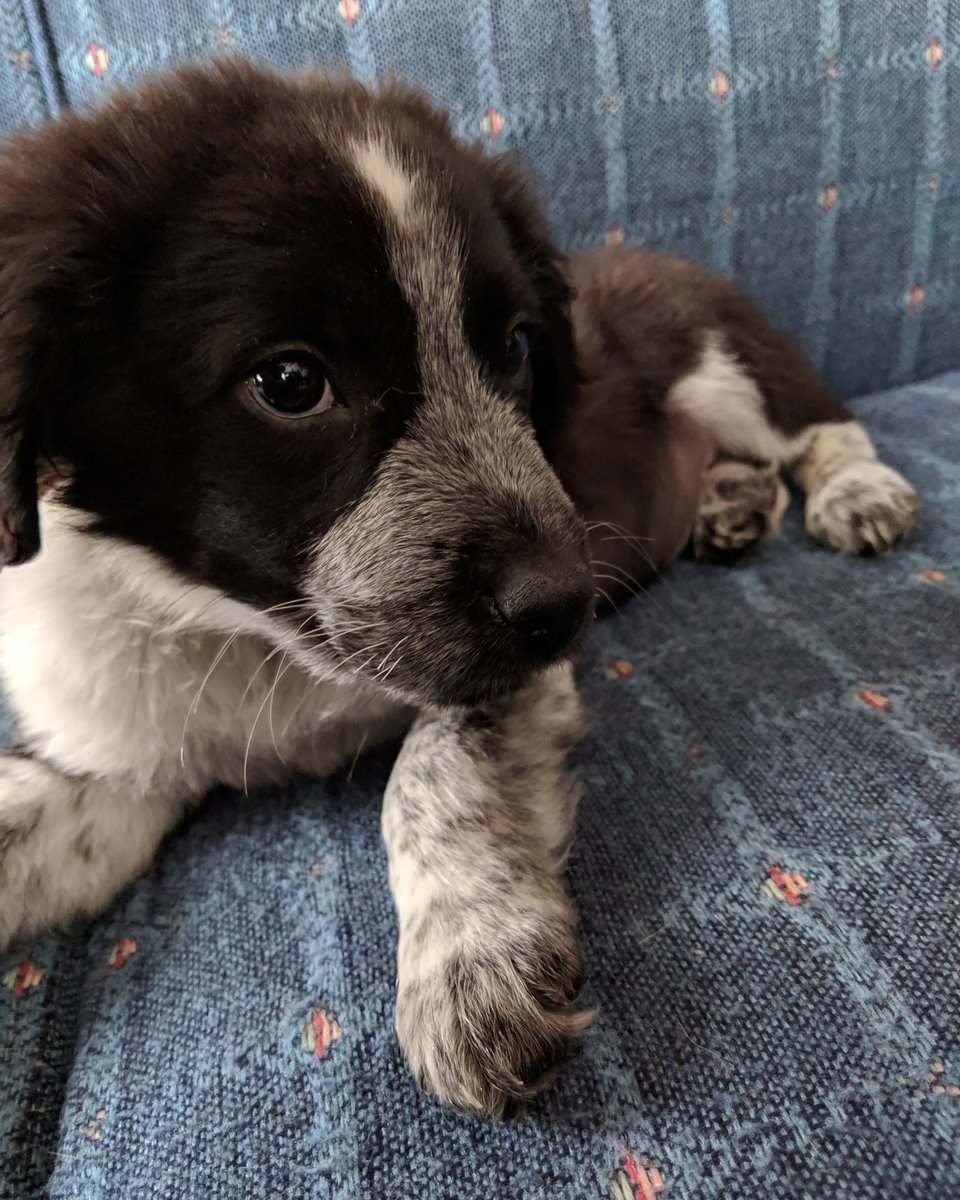 tjgilard's tweet photo. Going to attempt to do some homework today...but I think I might be a bit distracted. 
#newpuppy
#puppy
#puppies https://t.co/tg19ZHeppB