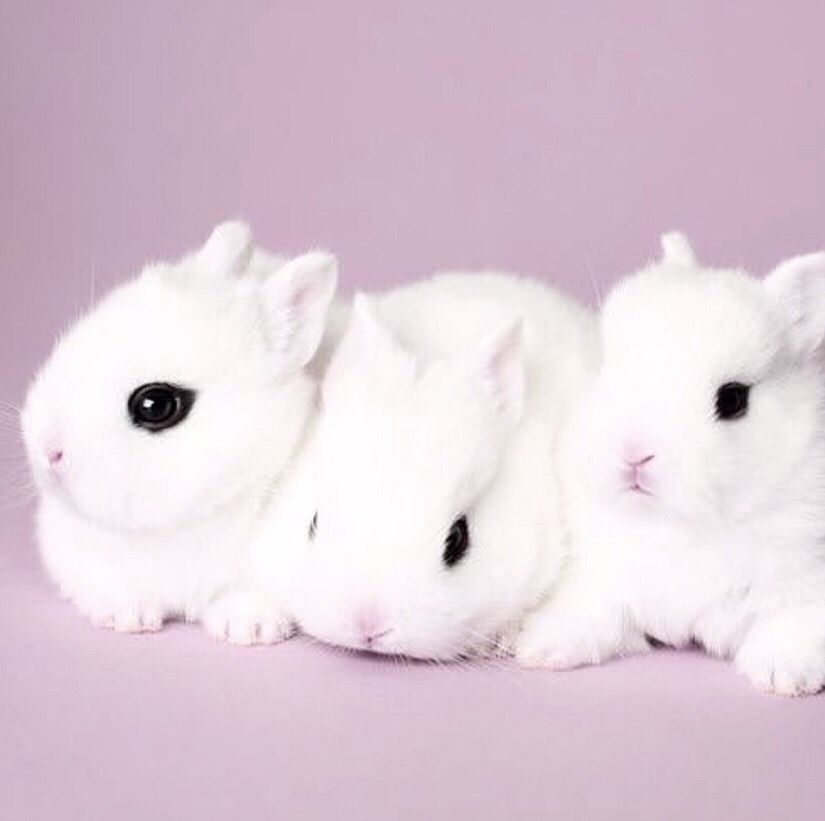 derma_e's tweet image. 🐰 #NationalJusticeforAnimals Week: We believe in animal rights and are proud to be a 100% vegan and cruelty-free brand! Take a stand against animal testing and say ‘no’ to companies that test on animals.👐 🐶 🐱 🐭 🐹

Pic: rabbitsrealm
#provencleanbeauty #againstanimaltesting