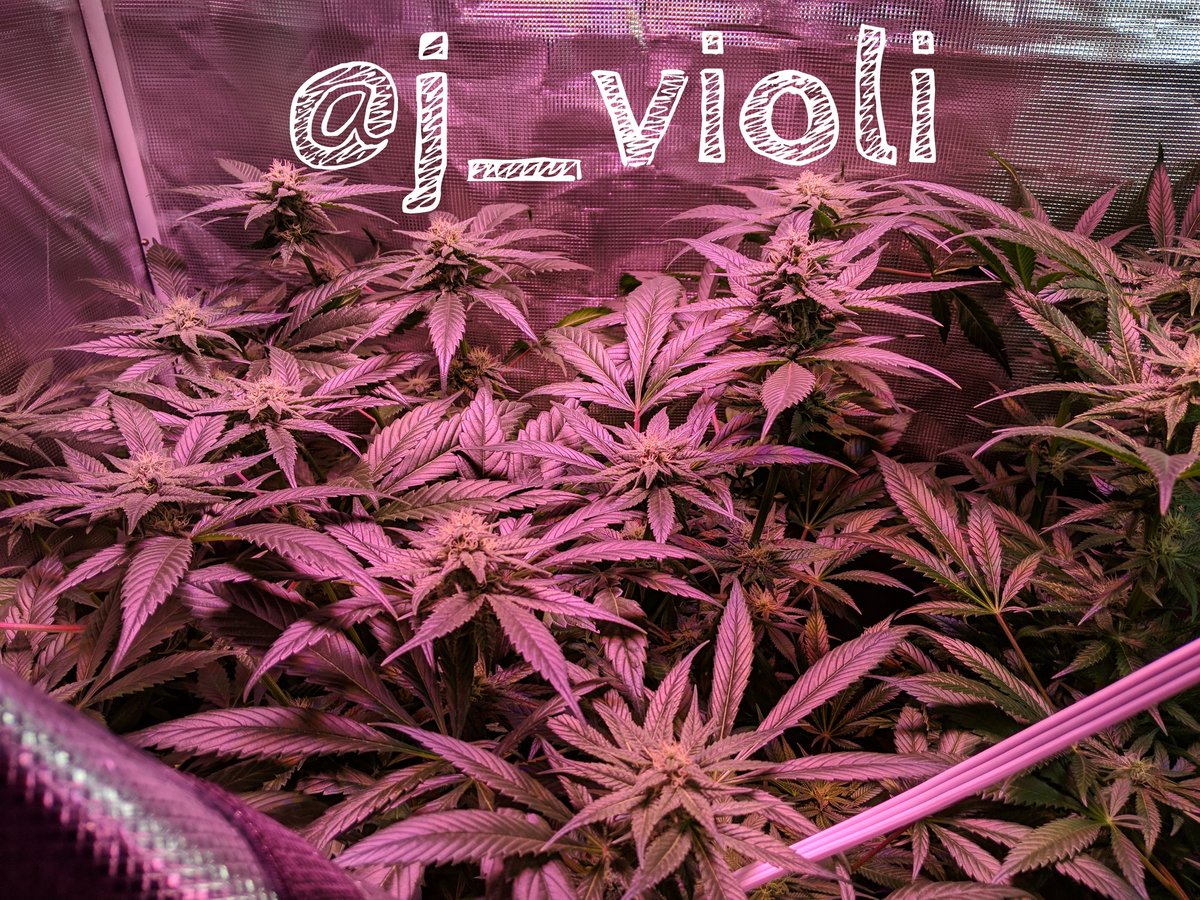 j_violi's tweet photo. Week 13 Update: Sorry friends for lack of updates lately, busy times! As you can see, we are progressing nicely over here. I'll try to update more in the final 2-3 weeks here. #GrowYourOwn @snoopdemidogg @cannajournal420 @cannaciety @cannaworldsite @InspctorChronic @Pastabowl2 https://t.co/rNxVHmtxte