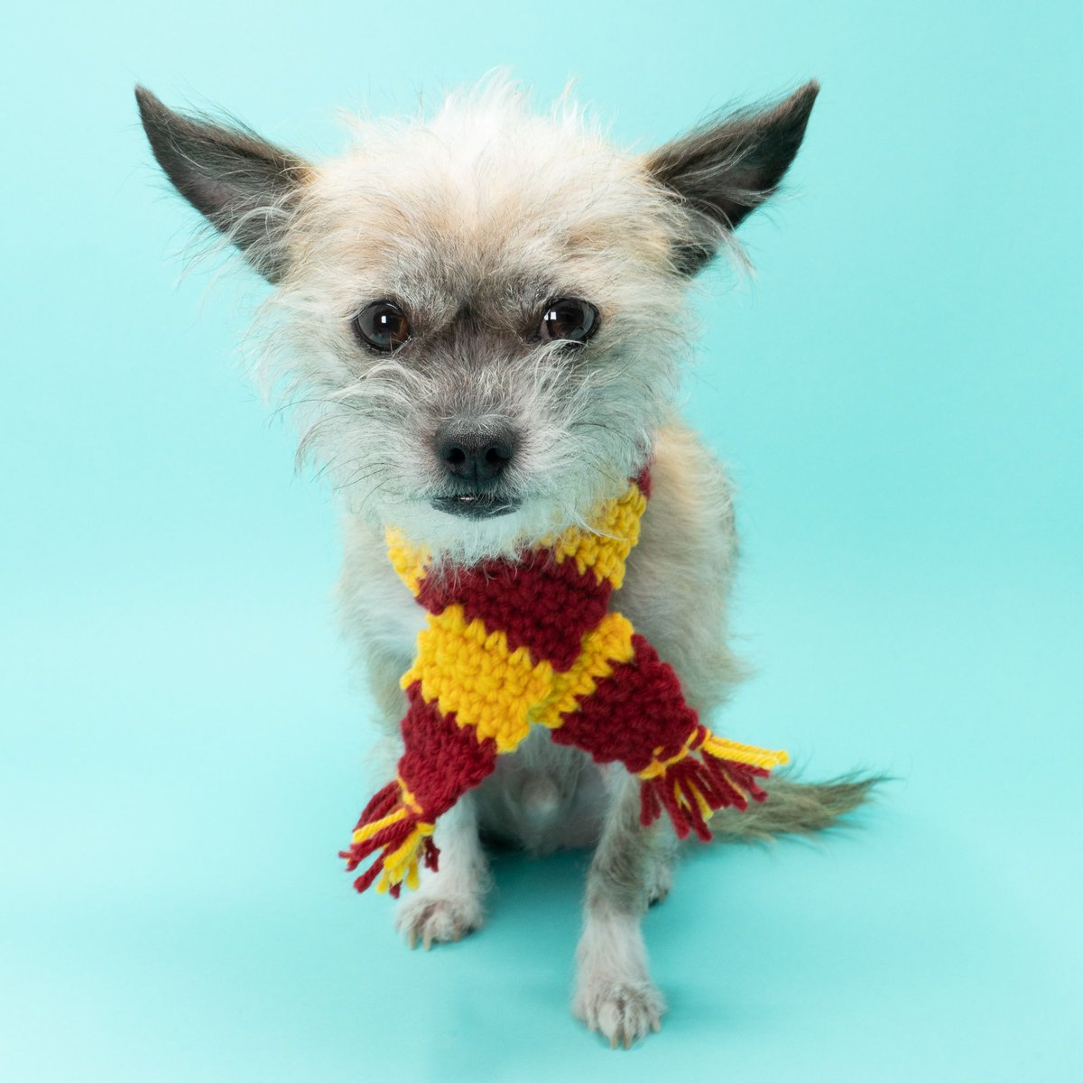 woof_warehouse's tweet photo. Let everyone know how #magical your #pup is with one of our #handcrafted Harry Pawter inspired #dog scarves!
https://t.co/3NHm6WgBmy
#dogmom #wizarddog #Wizards #dogsoftwitter #puppy #magicdog #dogs #DogLover #DogLife #doglove https://t.co/Zp5REoVnXI