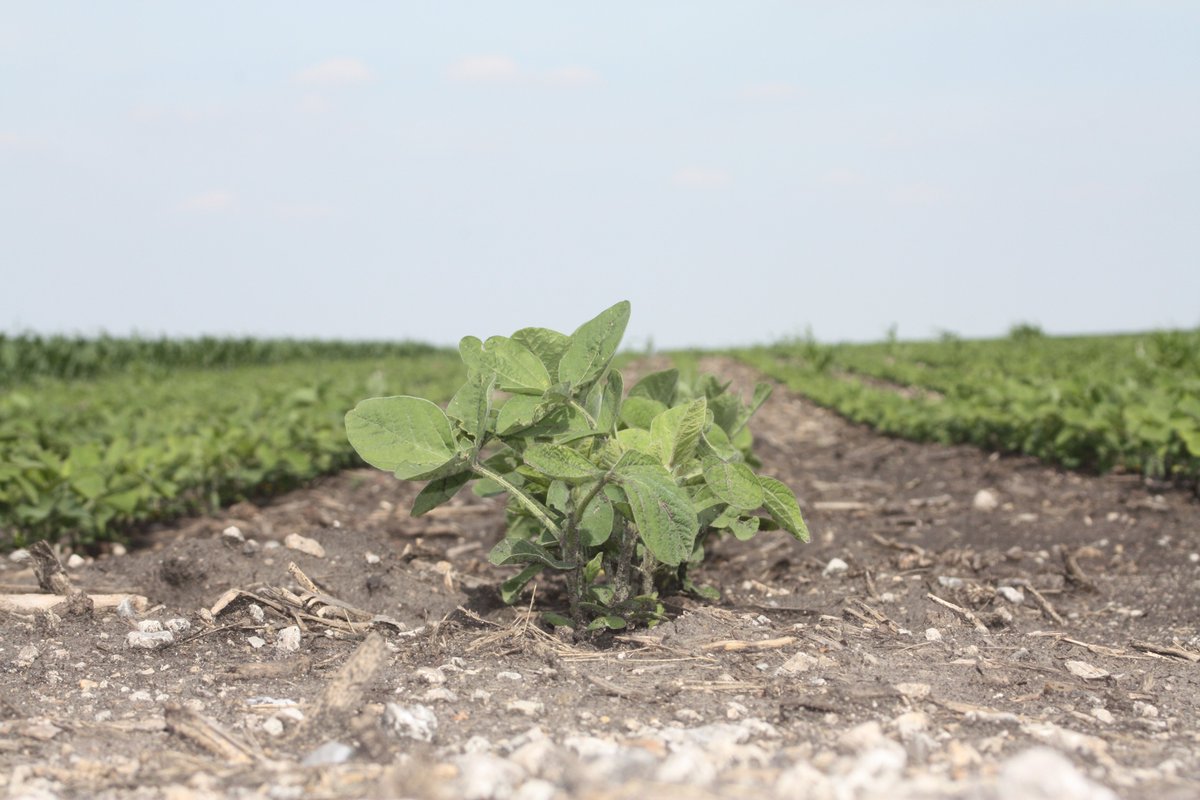 FieldAdvisor's tweet image. The #BetterBeans series went west to Quincy this month. If you weren't able to attend you can read all about it and view speaker presentations over at ILSoyAdvisor. bit.ly/2GU9Y2X