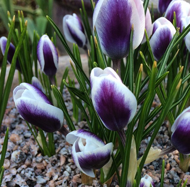 Check out this tweet from loueezecee:
Crocus. 😍 #LoveMyWildGarden #Gardening
