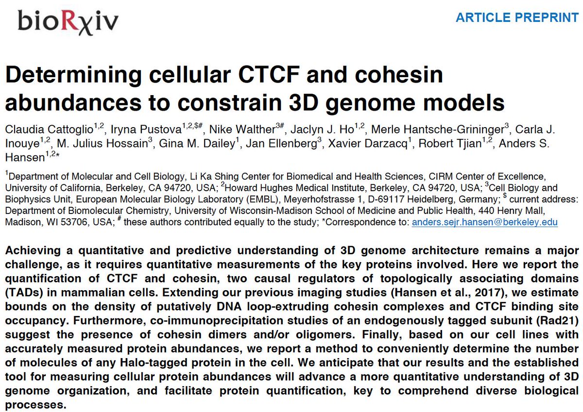 We have updated our preprint on absolute CTCF and cohesin quantification: 
1) we parameterize loop extrusion models in mESCs. 
2) cohesin subunits co-IP - non-moneric cohesins in mESCs? 
3) a simple method to quantify protein abundance (# protein/cell)
biorxiv.org/content/10.110…