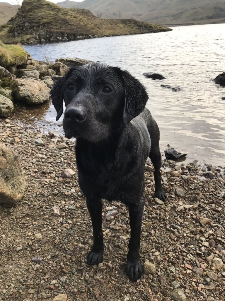 zoebrookes44's tweet photo. Tommy enjoyed his tarn swim in the sun #Labrador #LakeDistrict https://t.co/AqOFRY5XNT