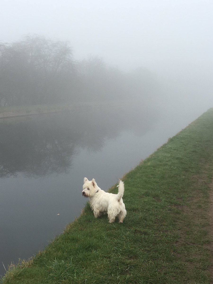 Wot’s goin on? I never ordered fog. #Westie #ZSHQ #dogsoftwitter #countrysidewalk #foggyday
