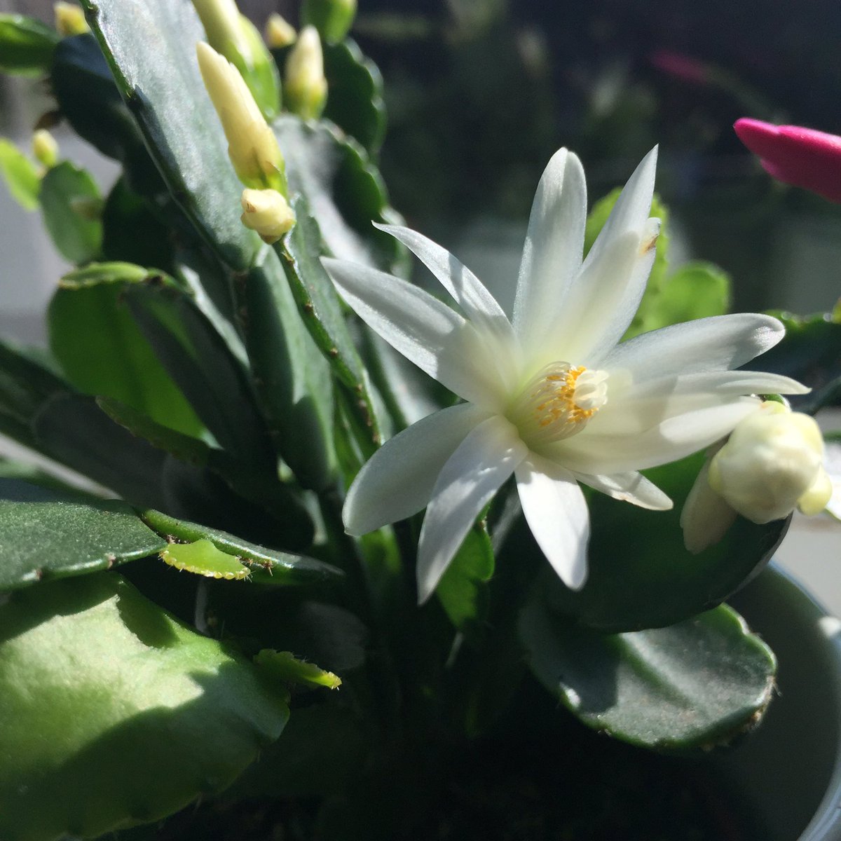 LyndseySpellman's tweet photo. Hello Flower
#Schlumbergera #AlsoavailableinPink #BigMotherHouse https://t.co/Mx8jXHtLUO