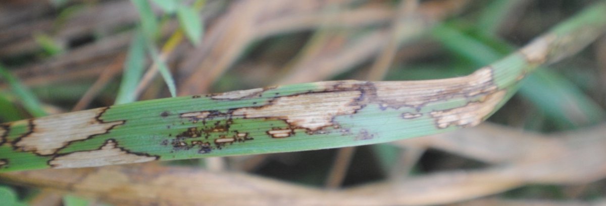 MethodsEcolEvol's tweet photo. Are you studying host-#Pathogen systems with limited #Genomic resources? Find out how you can use #DualRNAseq for your work: https://t.co/Gnrxp7Ep2C  

Read the related #DiseaseEcology article in Methods in #Ecology and #Evolution: https://t.co/LiZipcraiI https://t.co/5SSoZZut9A