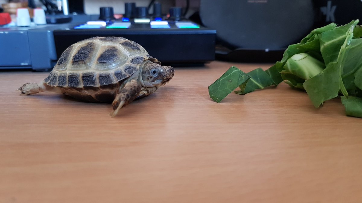barnsleysime's tweet photo. Marvin just christened the new desk. #marvin #dirtybugger https://t.co/yzt24K9E02