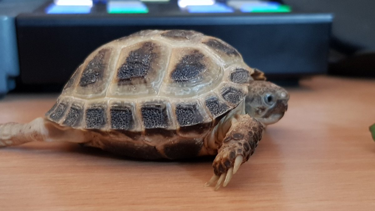 barnsleysime's tweet photo. Marvin just christened the new desk. #marvin #dirtybugger https://t.co/yzt24K9E02