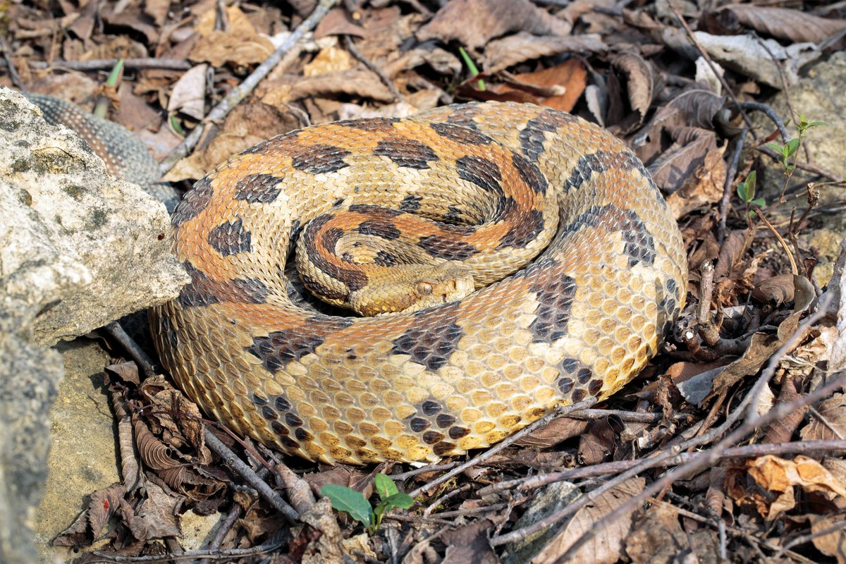 Herpingwisconsin On Twitter One Of Two Venomous Snakes Native To Wisconsin The Timber Rattlesnake Snake Reptile Venemous Rattlesnake Timber Herping Wisconsin Https T Co 3828bkgdio