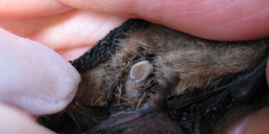 First things first is to check the gonads, which confirmed the bat is a boy. Male bat genitalia look like, and we quote, ‘an albino hedgehog’. #NSFW