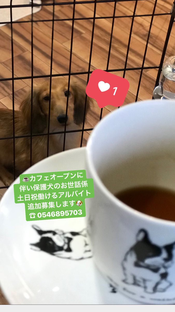 Pet Shop Hisa 公式 保護犬カフェ 障害犬支援 ペット保険 3月1日保護犬カフェオープンに伴い追加で保護犬のお世話係募集 土日祝日働けるアルバイト募集中 9時 12時または14時半 17時 時給860円より 週2日以上で長期の方に限る 保護犬カフェ Pet Shop Hisa 公式 保護犬カフェ 障害犬支援 ペット保険 3月1日保護犬カフェオープンに伴い追加で保護犬のお世話係募集 土日祝日働けるアルバイト募集中 9時 12時または14時半 17時 時給860円より 週2日以上で長期の方に限る 保護犬カフェ