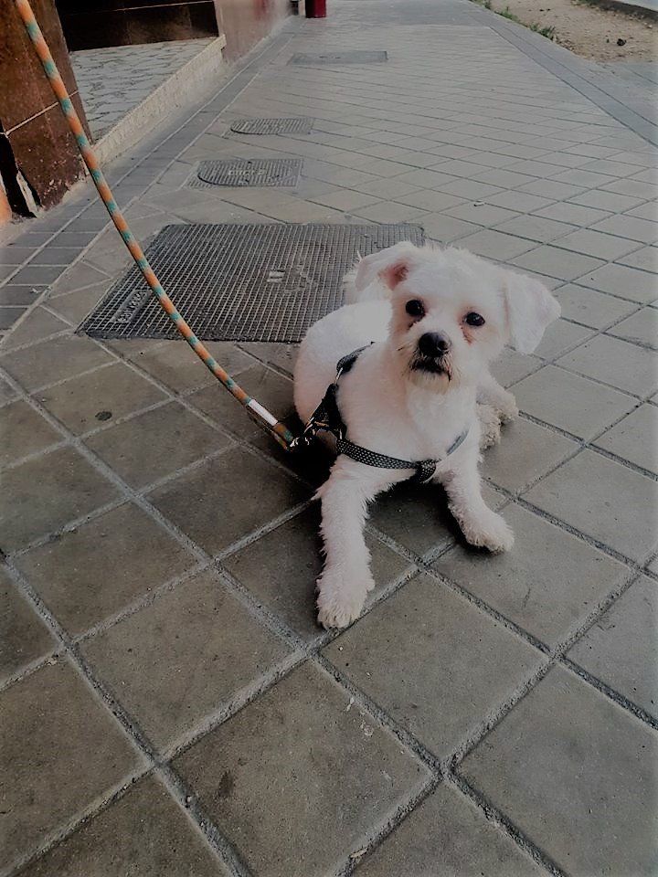 #Madrid
PUFY es una cachorrita #BichonMaltes de 11 meses
Su familia NO puede atenderla como merece
Pufy es una perrita cariñosa,juguetona y alegre
Muy sociable con 🐶
En busca de hogar en #adopcion
#cachorros
#adopta
#salvaunavida
📩facenuevavida@gmail.com