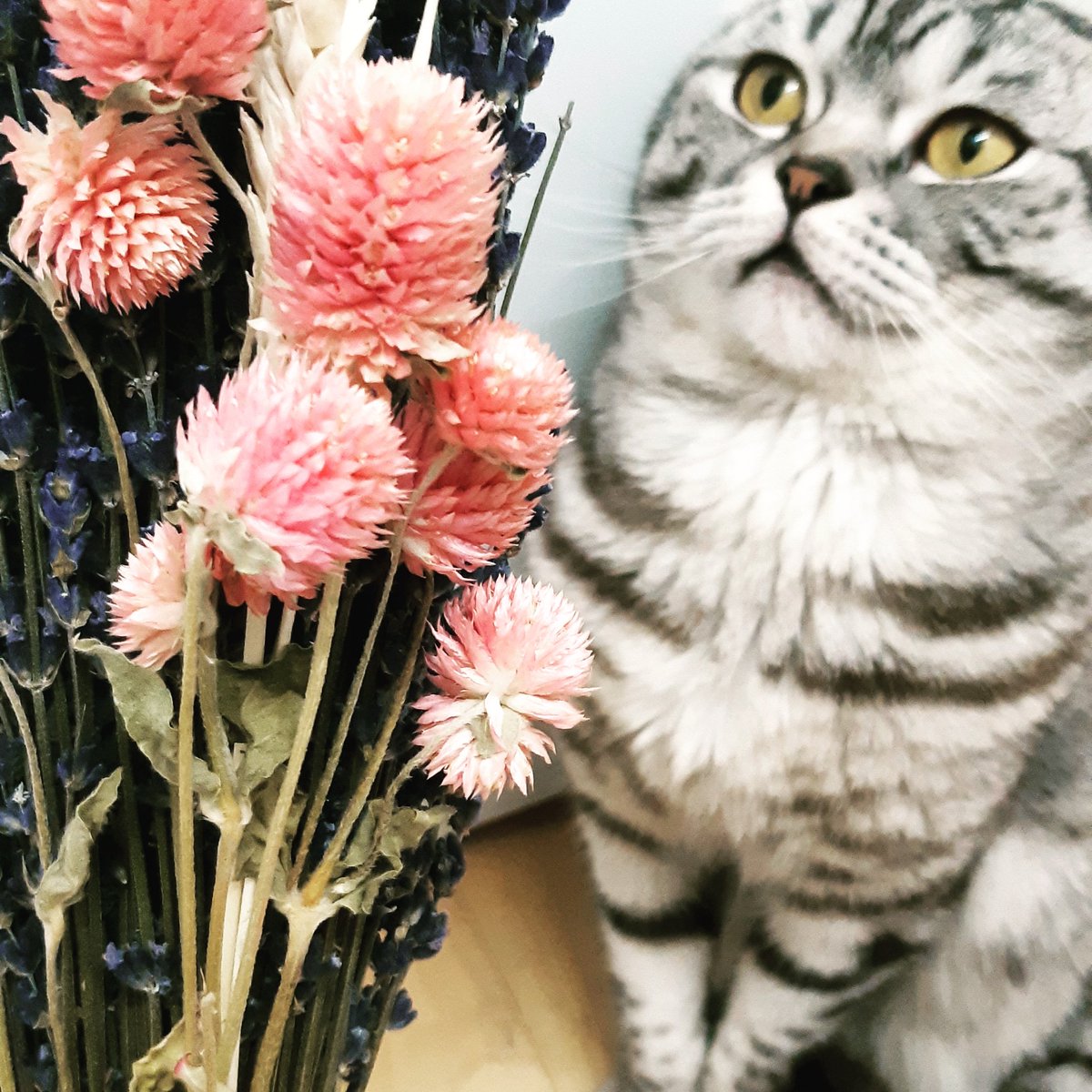 BNaturell's tweet photo. Are cats love lavender ?💜🍀#lavendel💜 #lavender #cats #katze #gato #natural #naturell #homesweethome #lavanda #naturelovers #Berlin #🇩🇪germany #deutschland 🇩🇪 https://t.co/OLOv4meHnZ