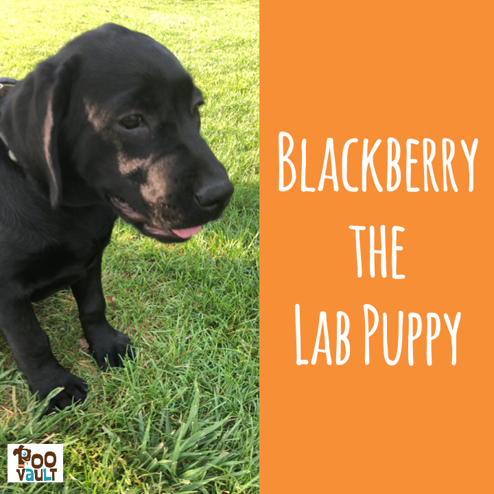 MoHapDog's tweet photo. This is precious Blackberry who lives with @kcnaums
.
.
.
#puppyface #puppyeyes #pupper #poovault #labpuppy #blacklabpuppy #wooflab #labwoof #labsrock #blacklabradorpuppy #furkid #puppylove #puppylife #puppydogs #puppylover #blacklabradorretrieverpuppy #labpeople #blacklabpuppy https://t.co/JWgrhPYkId