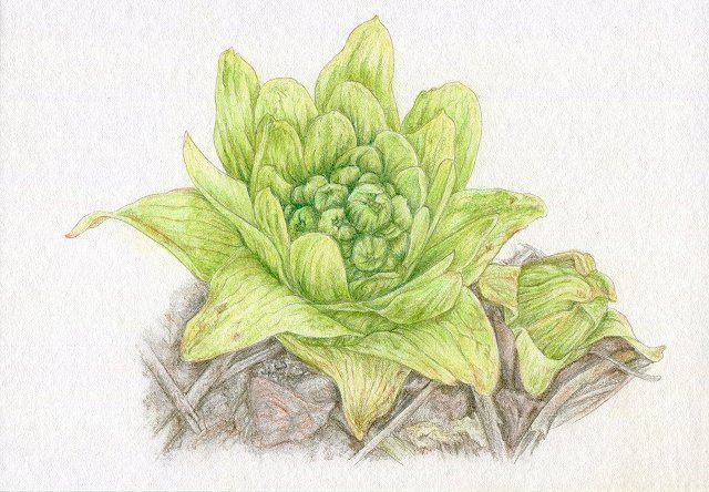 ふきのとうのtwitterイラスト検索結果 古い順 ふきのとうのtwitterイラスト検索結果 古い順