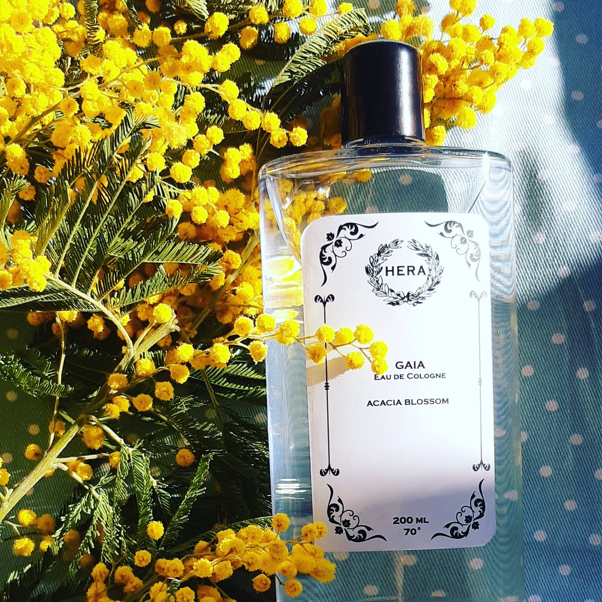 BNaturell's tweet photo. Have a beautiful Sunday💛☀️ #sonntag #sundaymood #sundayafternoon #lovely #fragrance #schön #sonntagnachmittag #acaciablossom #acacia #akazie #akazienblüten #nice #duft #duftwasser #eaudecologne #eaudeparfum #mimosa #yellow  #hellospring #frühling #Berlin #germany #deutschland🇩🇪 https://t.co/nUZ2ZvCOne