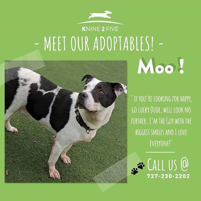 kNine2Five's tweet photo. Moooooo-ve over for this handsome man!! Hes looking for his forever home. Do you have room for a snuggle buddy? 🐾 #knine2five #dogsofinstagram #doggydaycare #doggrooming #tarponsprings #dogsoftampabay #dogsofflorida #dogboarding #dogsrule #happydogs … https://t.co/GGv9l8Pt9V https://t.co/OYh63dv9lQ