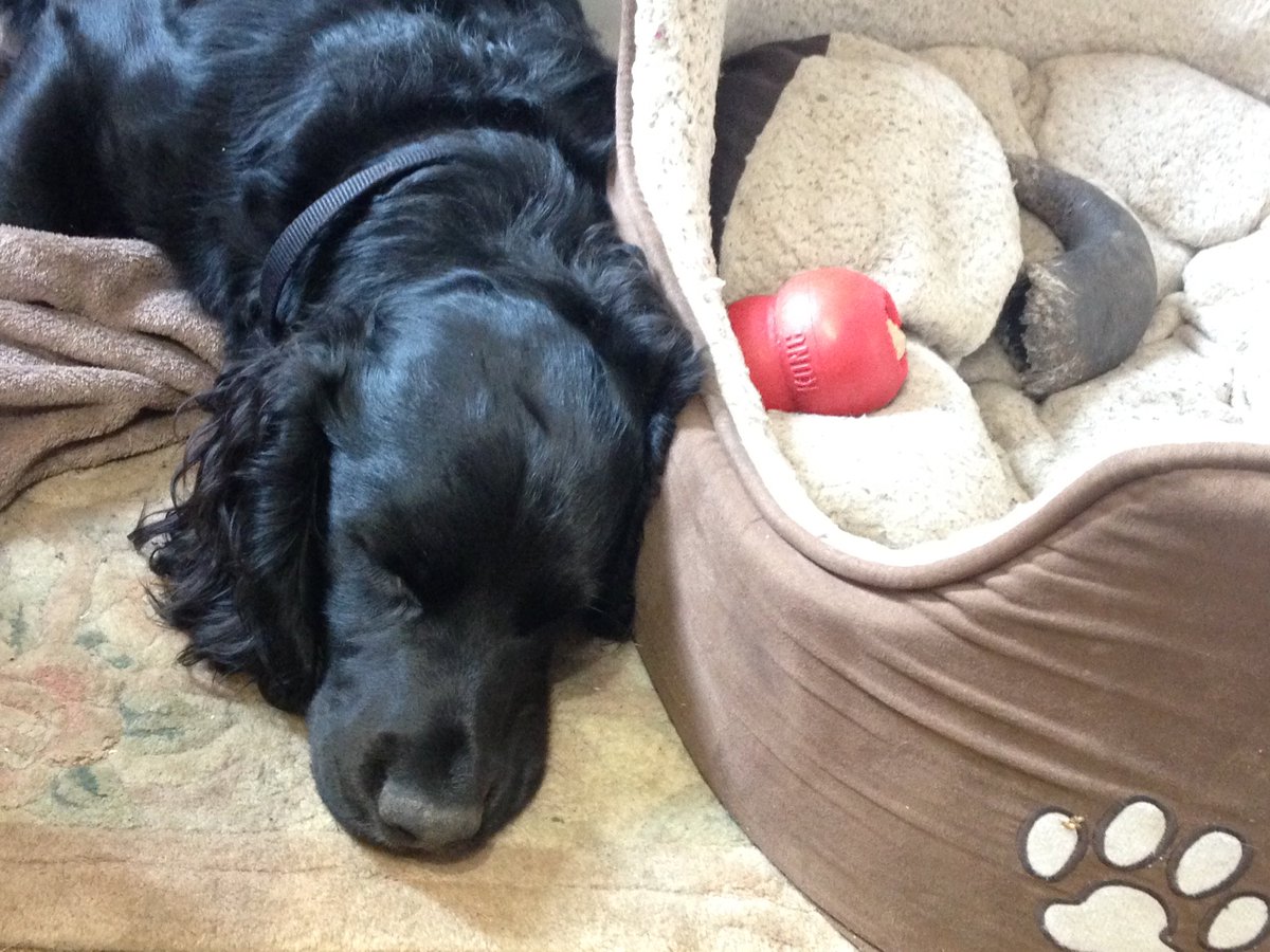 KTHallmark's tweet image. Duke @hd_puppy helping out in the workshop this afternoon, slaving away! #WorkshopAssistant
