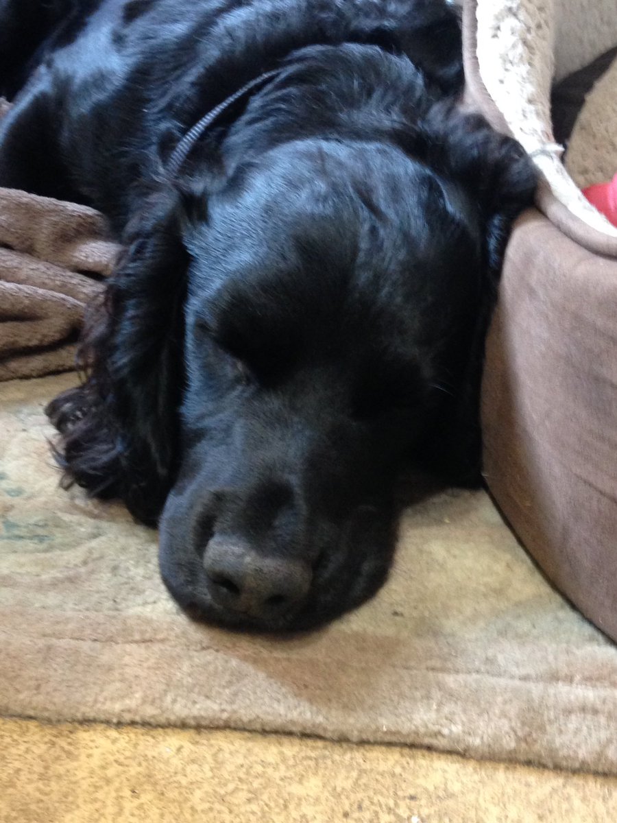 KTHallmark's tweet image. Duke @hd_puppy helping out in the workshop this afternoon, slaving away! #WorkshopAssistant