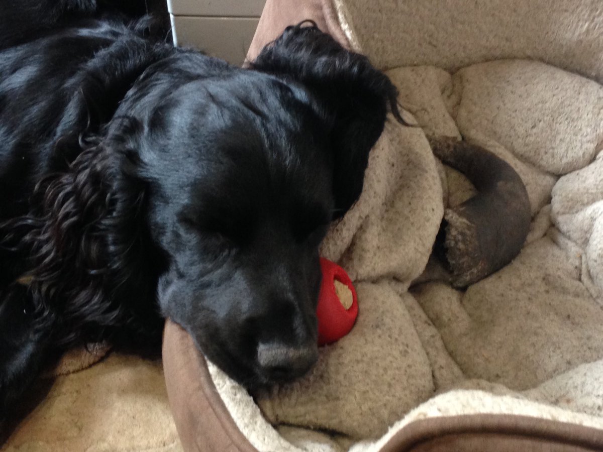 KTHallmark's tweet image. Duke @hd_puppy helping out in the workshop this afternoon, slaving away! #WorkshopAssistant