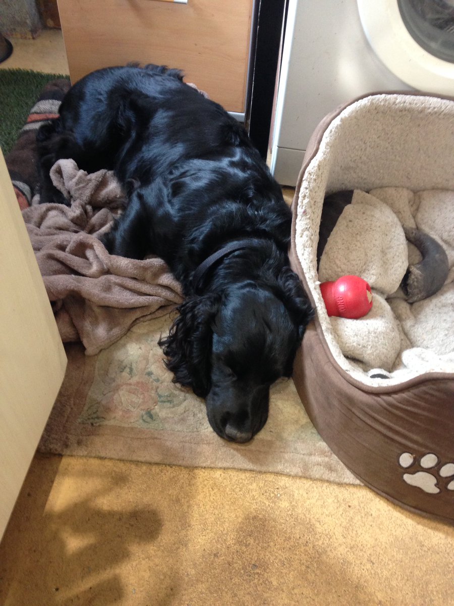 KTHallmark's tweet image. Duke @hd_puppy helping out in the workshop this afternoon, slaving away! #WorkshopAssistant