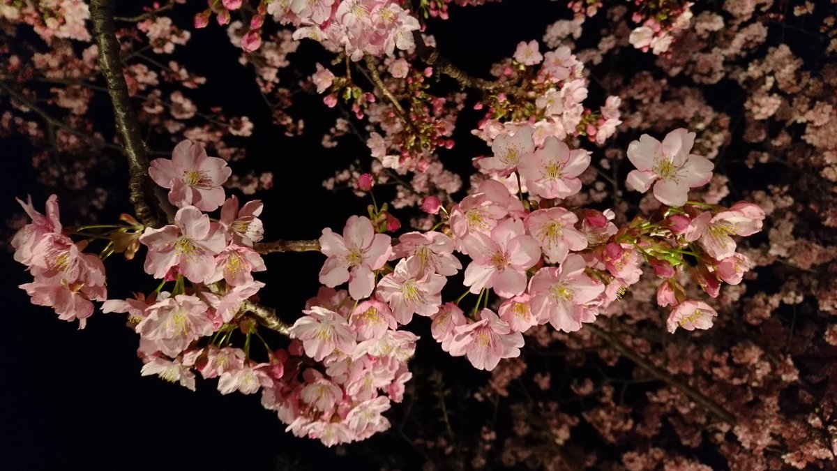 くろねこカイト בטוויטר 今日も 松田山ハーブガーデン はなまっぷ 夜桜 ライトアップ 河津桜 桜 さくら サクラ 桜祭り さくら祭り Cherryblossom Cherrytree 夜景 松田山ハーブガーデン 西平畑公園 風景 風景写真 Scenery Landscape まつだ
