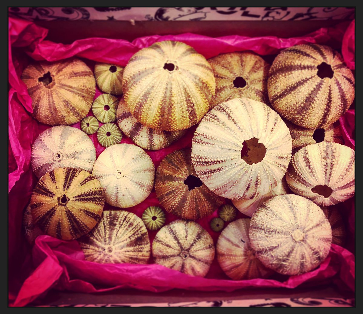 hippi_baby's tweet photo. Moving house this week. Good luck little pumpkin shells! Hope you all make it... ππ #shellseeker #shells #beachlife #muscat #oman #expatlife #travel #traveller #experienceoman #beautifuloman https://t.co/Y1L955Cxnq