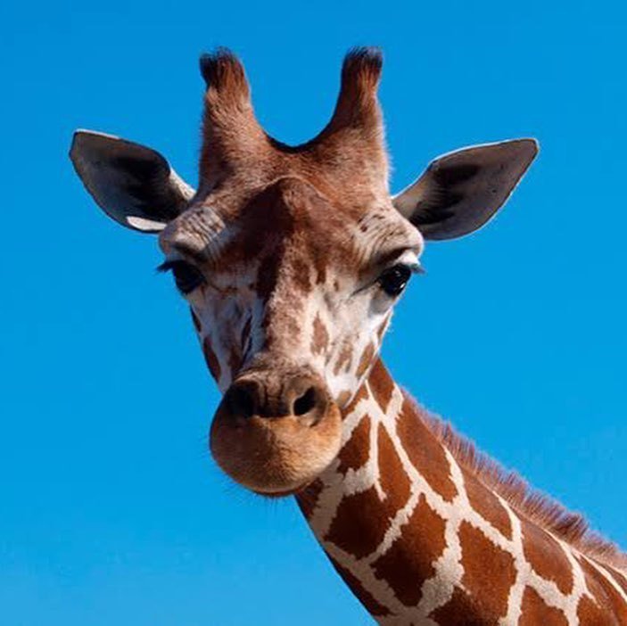 CatioroReflexiv's tweet image. separados na maternidade

crédito: Golielchihuahua