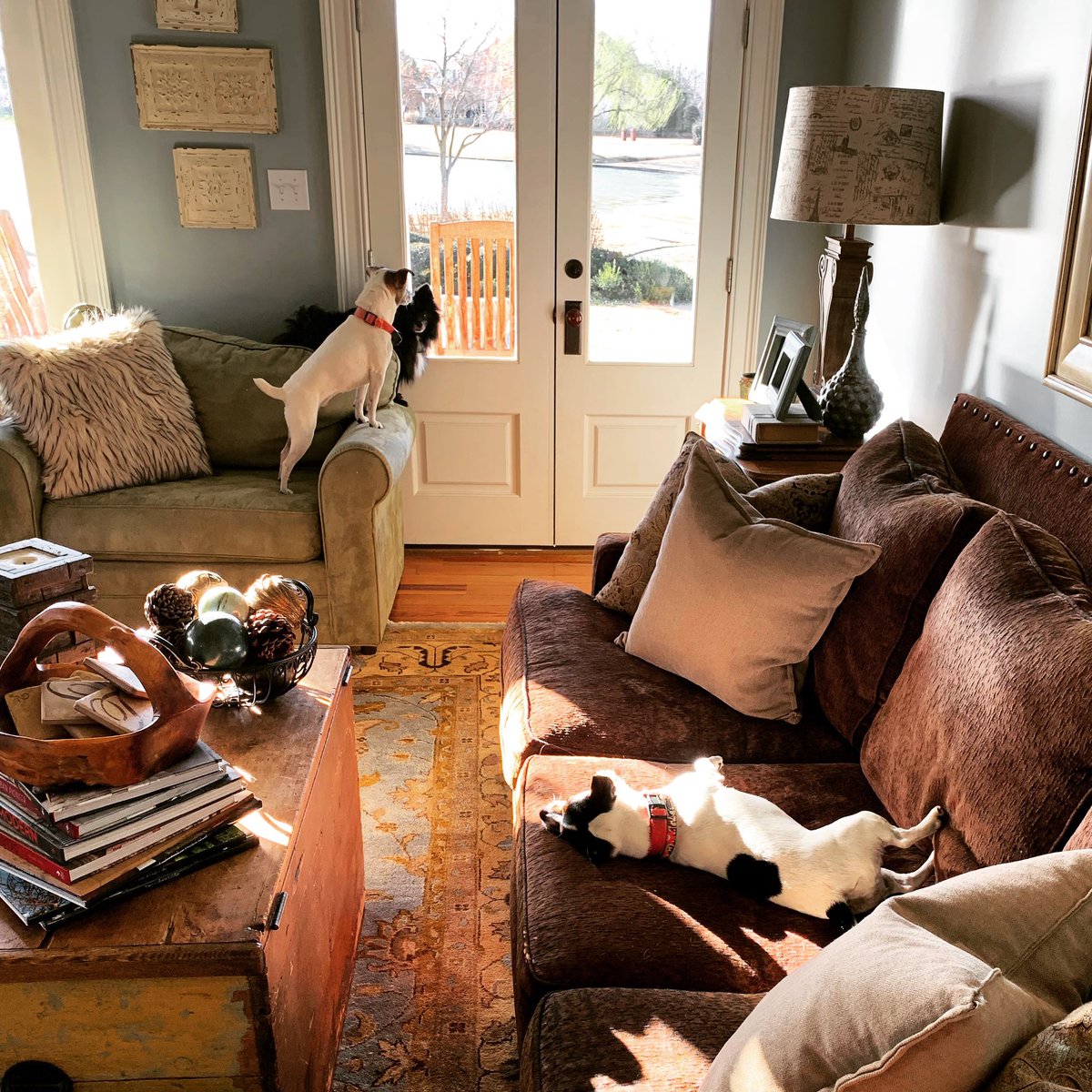 restorationlog1's tweet photo. 🌞The fur babies sure are excited to finally see the sun here in Alabama! I know I am, rainy weather and construction are not a great combination. Going to enjoy this beautiful day with family!! What will you do on this beautiful sunny day?😎 https://t.co/LtKGOxBjnF