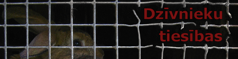 Zvērīgi jaunumi blogā: par Darvina dienu vistām, Maltā pieredzēto un 3 lasāmām, skatāmām un klausāmām intervijām dzivniekutiesibas.wordpress.com