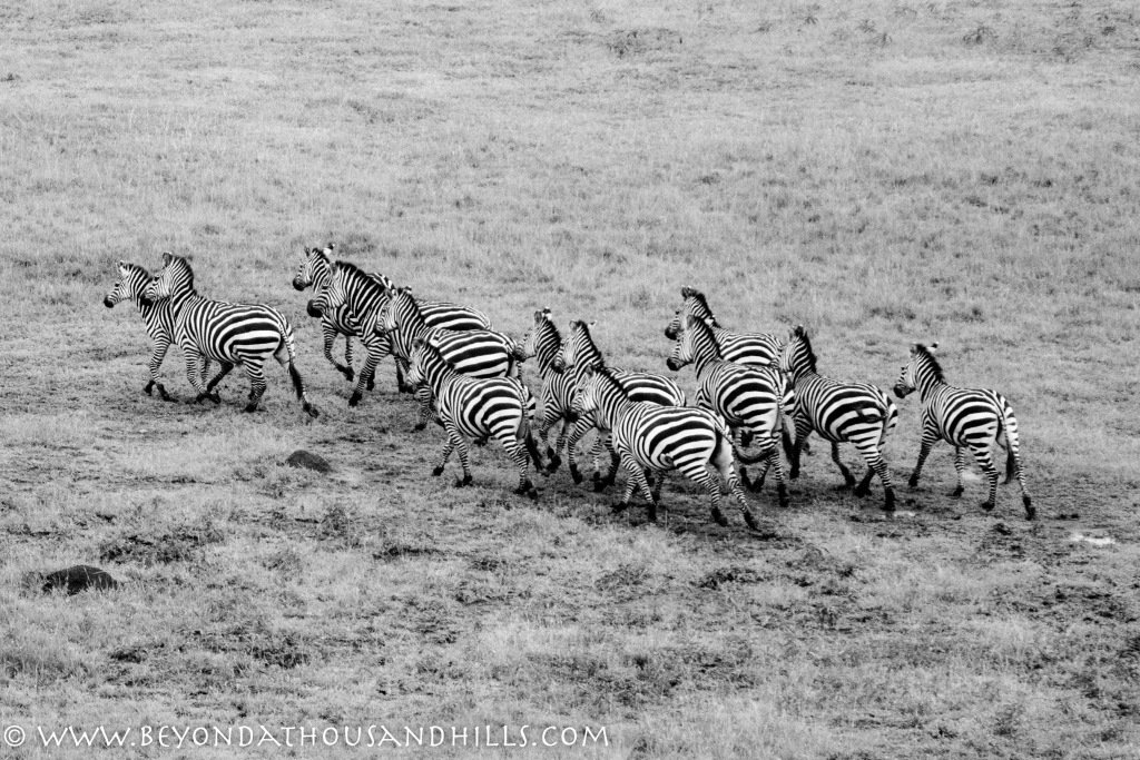 CapturedOnce's tweet photo. Pioneering Conservation in Akagera https://t.co/glf2wiGr2Y https://t.co/p6to99Nlfg
