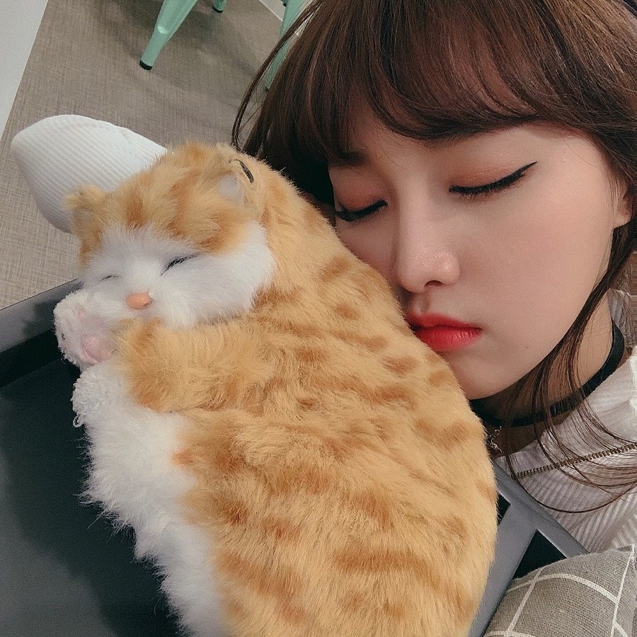 корейская кошка. корейцы с кошками. корейцы с кошками. кореянки с котятами. кошки в корее.