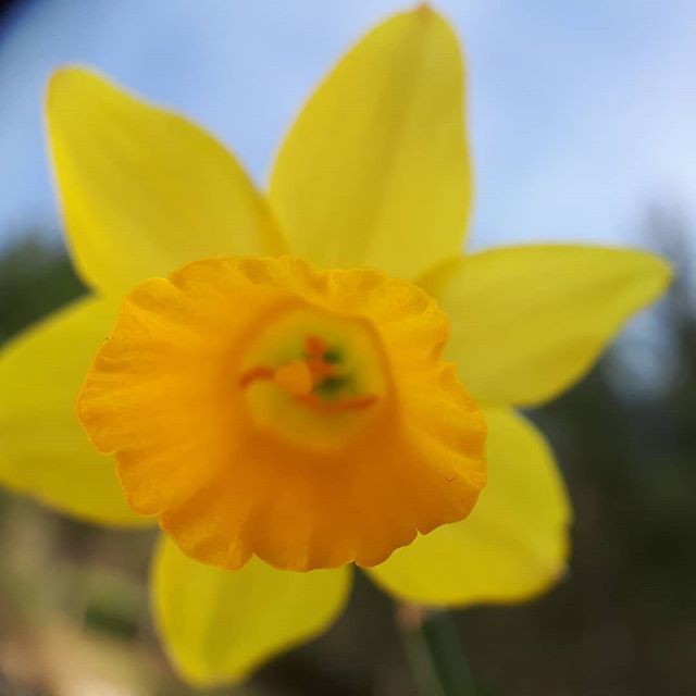 oihane's tweet image. Mini narciso

#macrophoto #macropro #narciso #narcissus ift.tt/2U1FqAg