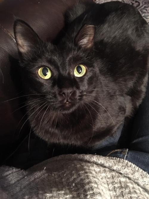 fostertoforever's tweet photo. We'll see lots of fabulous black outfits tonight on the #redcarpet, but no one will look as fab as these formally-fitted felines, adoptable now through #ConsignmentCats of @SHHAnimalRescue #Oscars2019 #Fashion #Bagheera #Binx  #Georgie #LilJazzy #bestdressed https://t.co/VZ7bzIsSNg