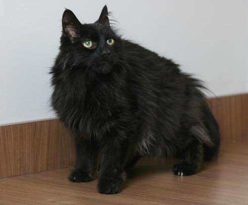 fostertoforever's tweet photo. We'll see lots of fabulous black outfits tonight on the #redcarpet, but no one will look as fab as these formally-fitted felines, adoptable now through #ConsignmentCats of @SHHAnimalRescue #Oscars2019 #Fashion #Bagheera #Binx  #Georgie #LilJazzy #bestdressed https://t.co/VZ7bzIsSNg
