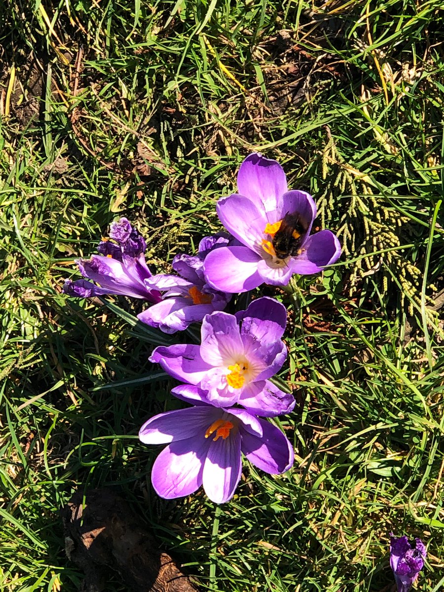 F_Geoghegan's tweet photo. Spring has definitely sprung. #sunshine #crocus #blossom #lovelondon  #SpringTime https://t.co/DA4s0G316d
