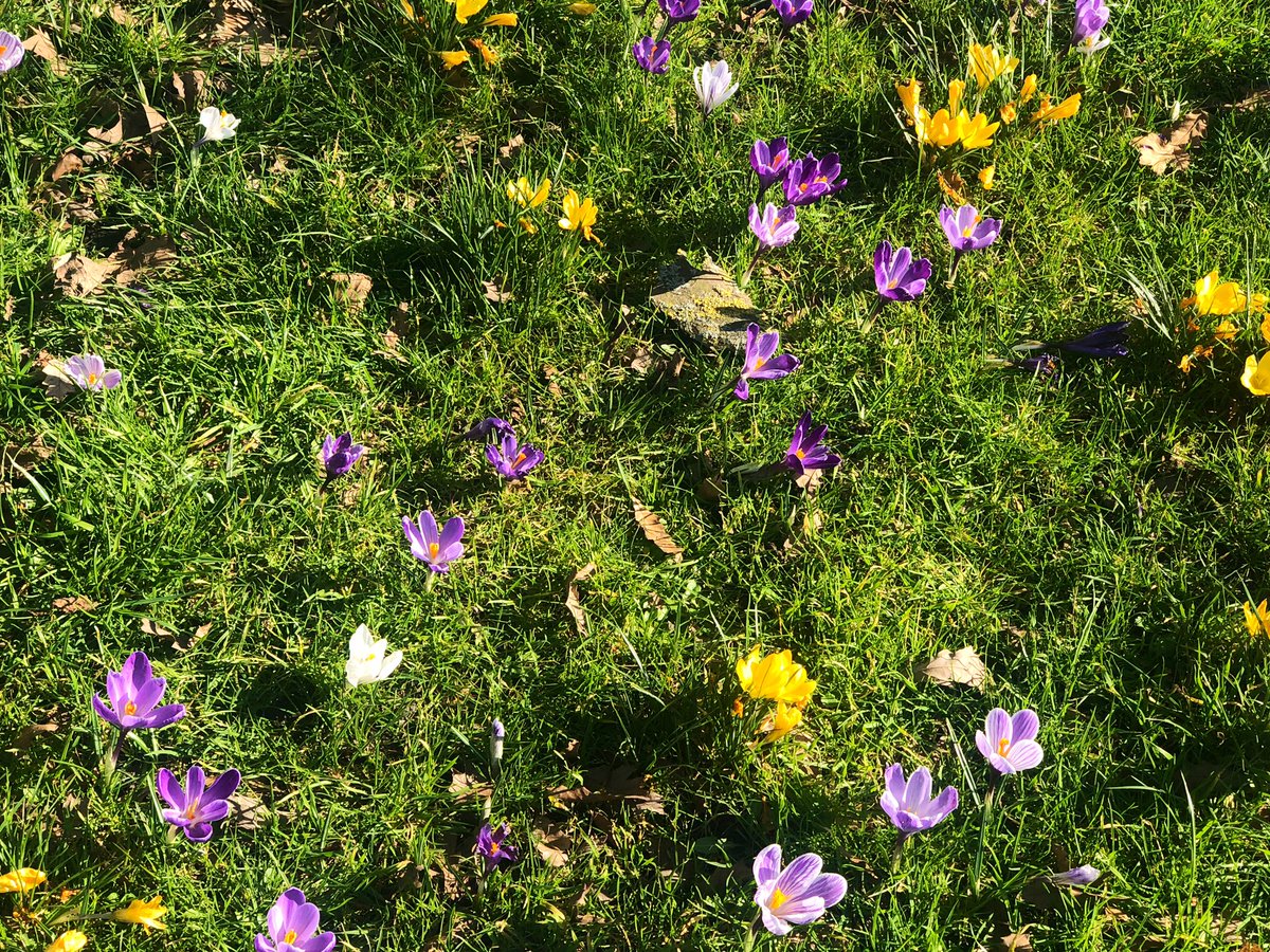 Spring has definitely sprung. #sunshine #crocus #blossom #lovelondon  #SpringTime