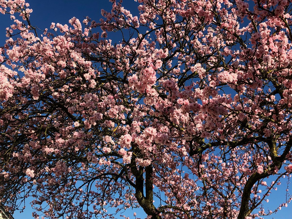 F_Geoghegan's tweet photo. Spring has definitely sprung. #sunshine #crocus #blossom #lovelondon  #SpringTime https://t.co/DA4s0G316d