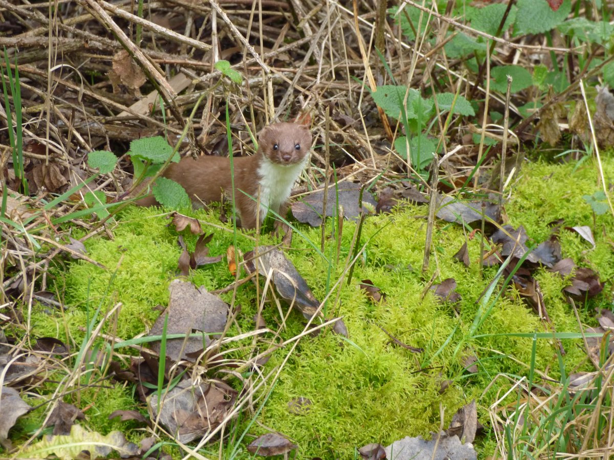 RT @Davidturner1967: A few of the 4 stoats today at willington GP @DerbysWildlife @NatureUK @wildlife_uk @mammals_uk @DerbysMammals