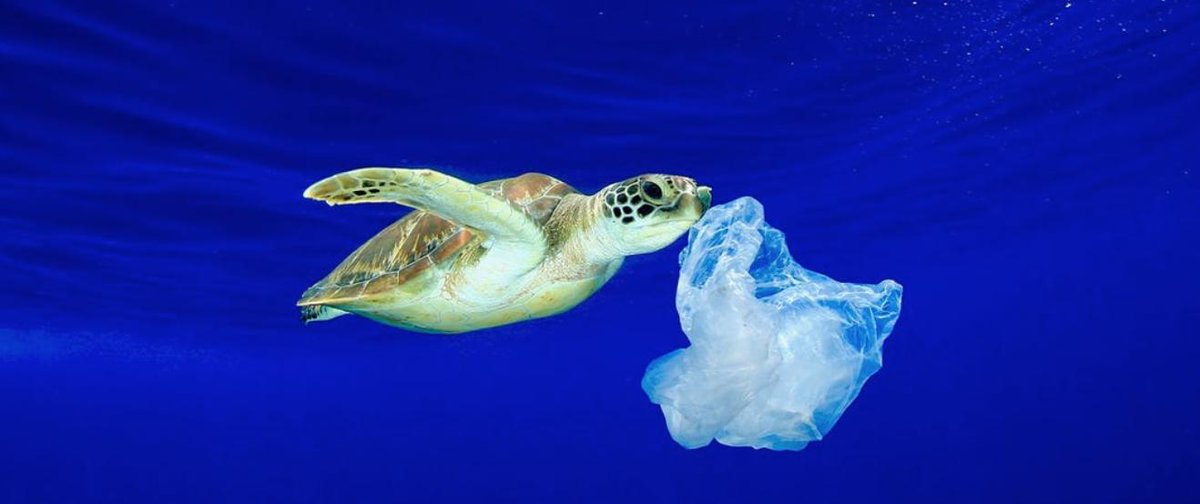 Endangered baby sea turtles rescued after getting caught in plastic. #plasticpollutes 
ow.ly/lJM030nO1Y2