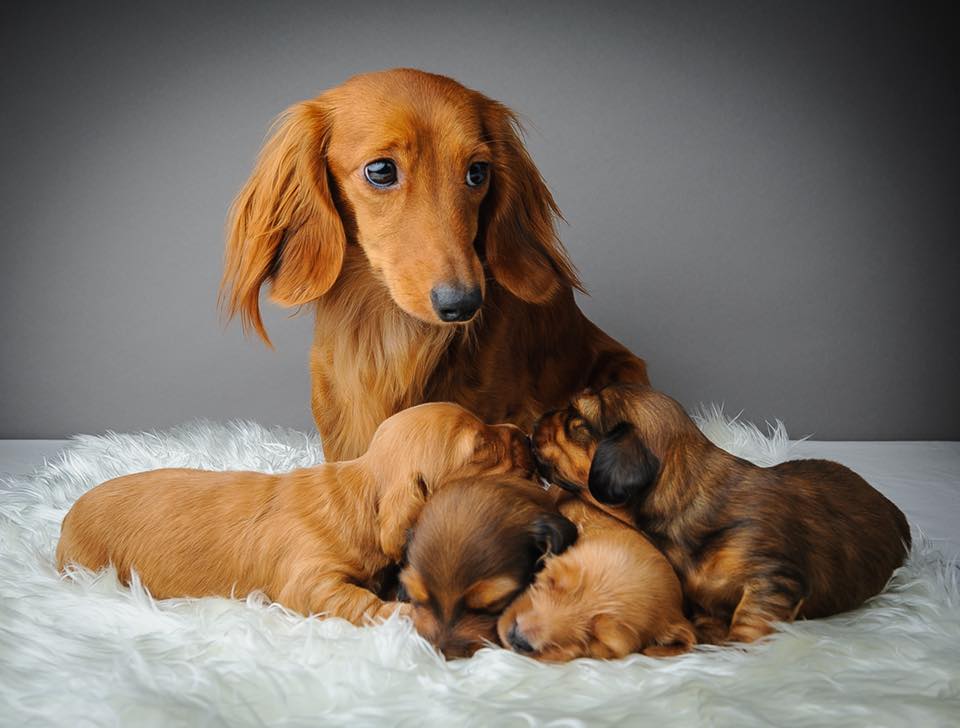 AgriaPetUK's tweet photo. Visit us in Hall 3 at #Crufts and find out more about one of the UK's fastest growing breeder clubs 🐶 And existing breeder club members, come and see us for your goody bag! #responsiblebreeding #puppies #5weeksfree #agriabreederclub #lifetimepetinsurance #crufts2019 https://t.co/O9LVNQ6lQ2