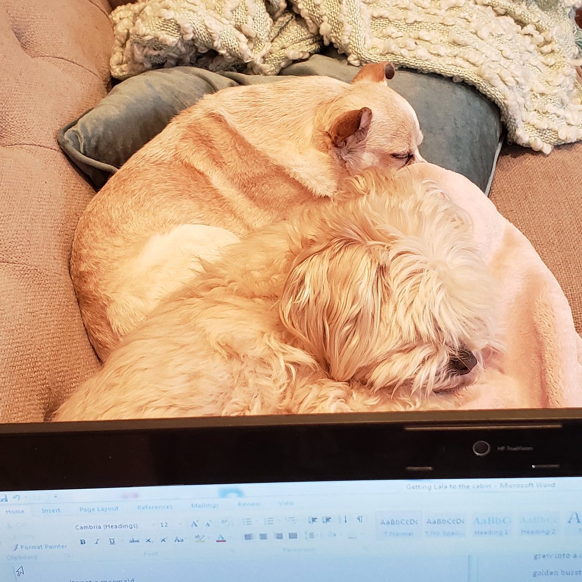 henrywalterny's tweet photo. Writing buddies and excellent foot warmers #wrtingcommunity #writing #writerslife #writers #WIPjoy #WIP #amwriting #firstdraftthrills #firstdraftwoes https://t.co/m1OQXfXybW