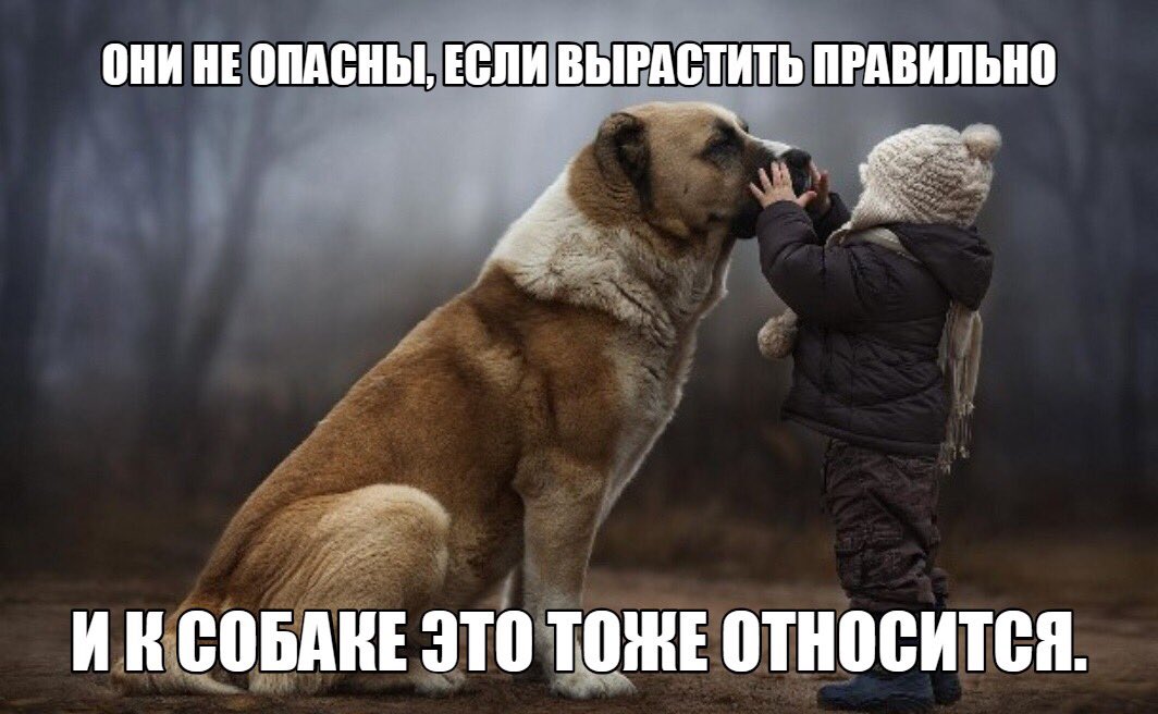 Опасные животные презентация. Так как они не опасны. Самые большие и злые собаки. Опасные бродячие собаки. Опасные незнакомцы ситуации.